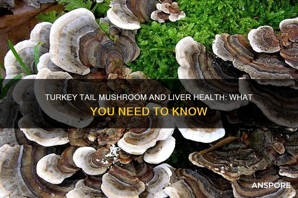 is turkey tail mushroom hard on the liver