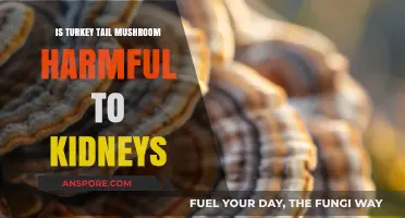 Turkey Tail Mushroom and Kidney Health: Potential Risks Explored