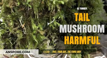 Turkey Tail Mushroom: Friend or Foe?