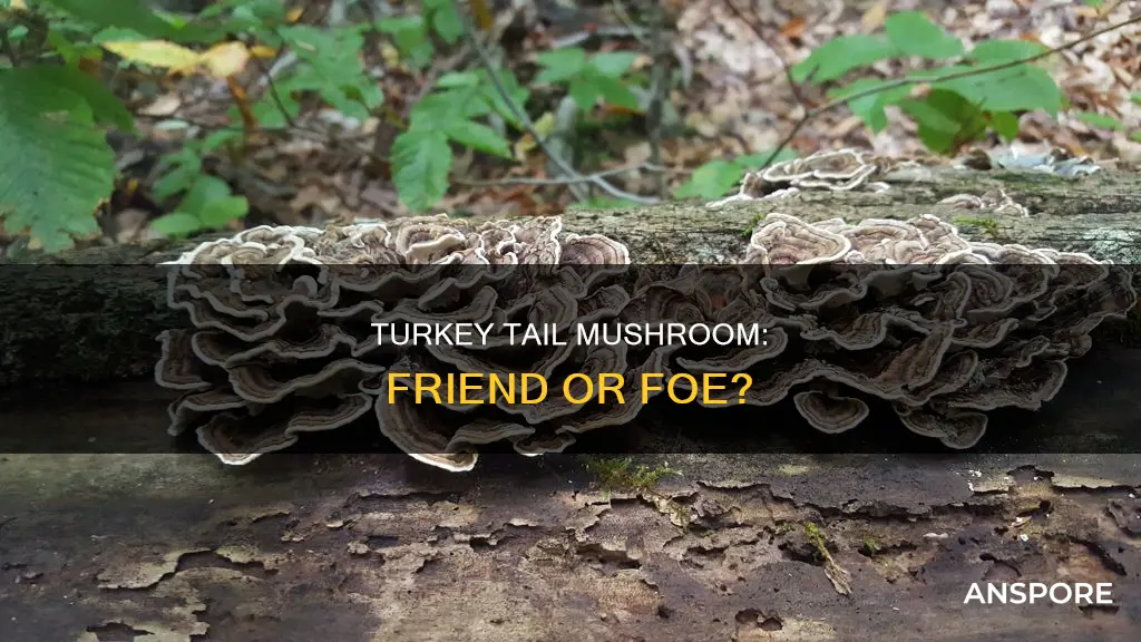 is turkey tail mushroom harmful