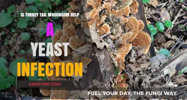 Turkey Tail Mushroom: A Natural Remedy for Yeast Infections?