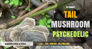 Turkey Tail Mushroom: A Psychedelic Trip?