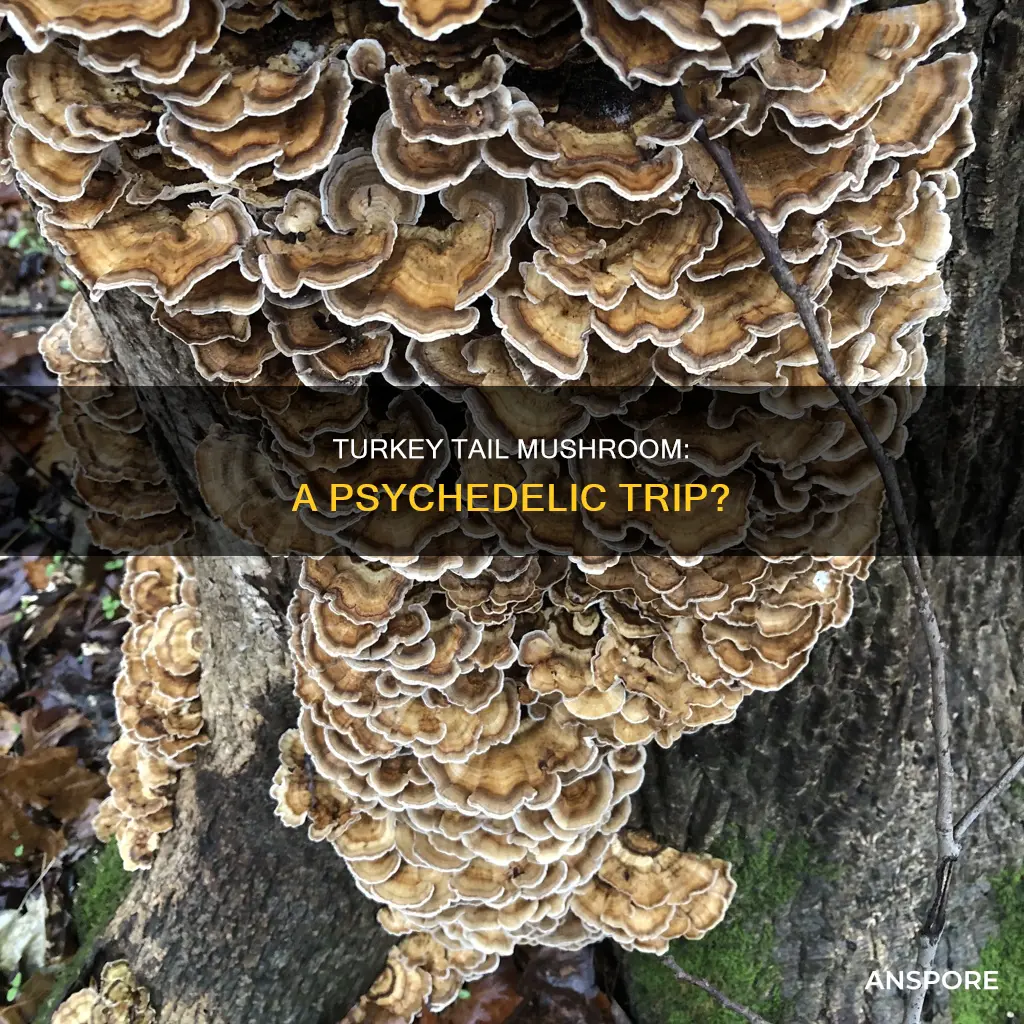 is turkey tail mushroom psychedelic
