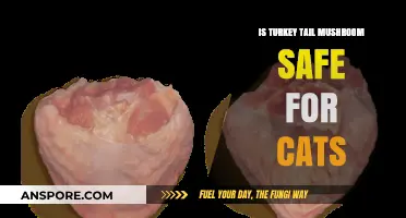 Is Turkey Tail Mushroom Safe for Cats? A Comprehensive Guide