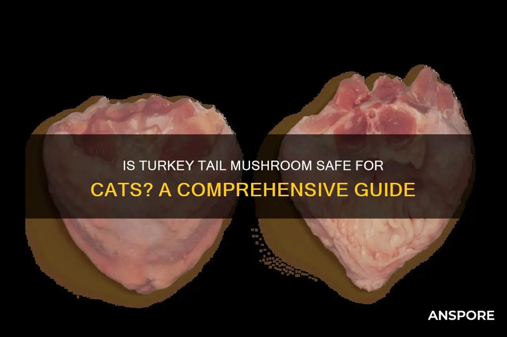 is turkey tail mushroom safe for cats