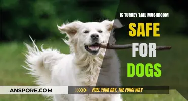 Turkey Tail Mushroom Safety for Dogs: What Pet Owners Need to Know