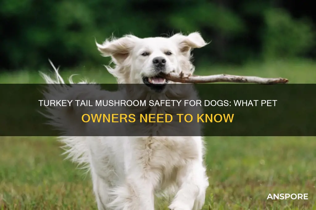 is turkey tail mushroom safe for dogs