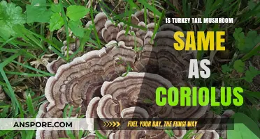 Turkey Tail vs. Coriolus: Unraveling the Mushroom Identity Mystery