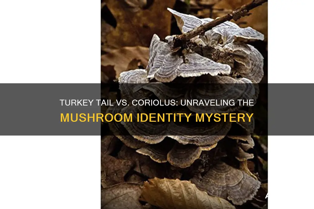is turkey tail mushroom same as coriolus