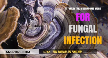 Turkey Tail Mushrooms: Effective Natural Remedy for Fungal Infections?