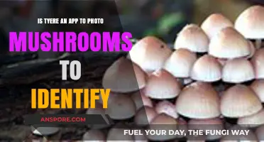 Discover Mushroom Types Instantly: Best Photo ID Apps Revealed