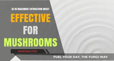 Ultrasonic Extraction: The Optimal Method for Mushroom Bioactive Compounds?