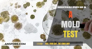Unidentifiable Spores on Mold Tests: Should You Be Concerned?