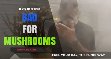 UVC Air Purifiers: Are They Harmful to Mushroom Cultivation?