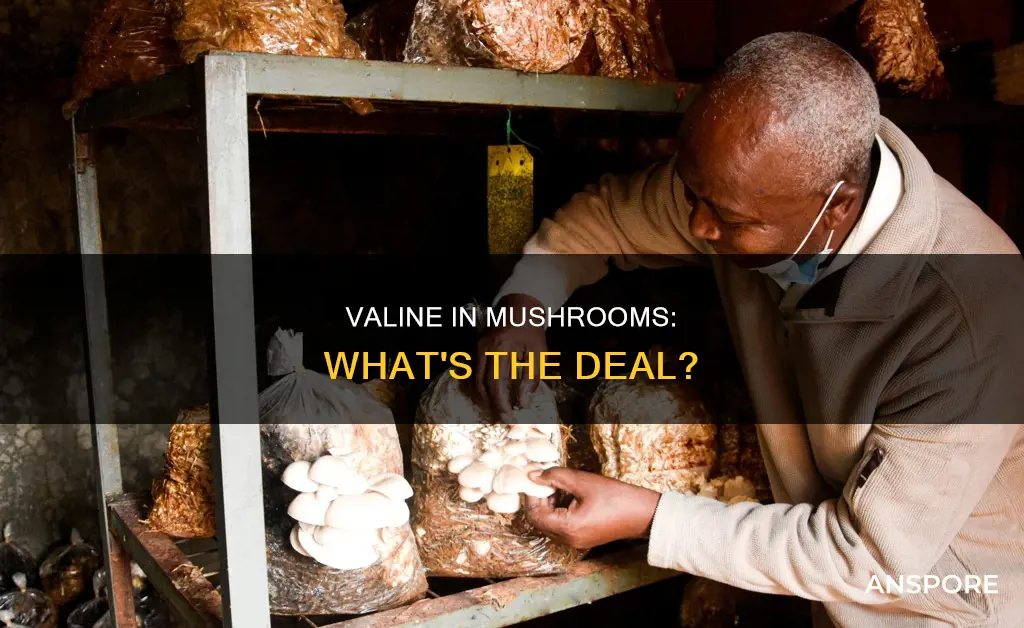 is valine found in mushrooms