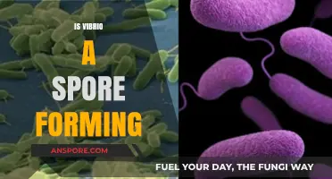 Is Vibrio Spore-Forming? Unraveling the Truth About This Bacterium