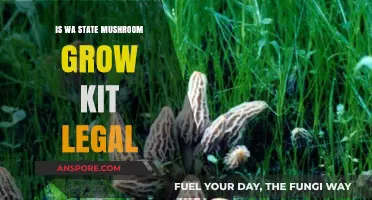 Is Growing Mushrooms Legal in Washington State? A Kit Guide