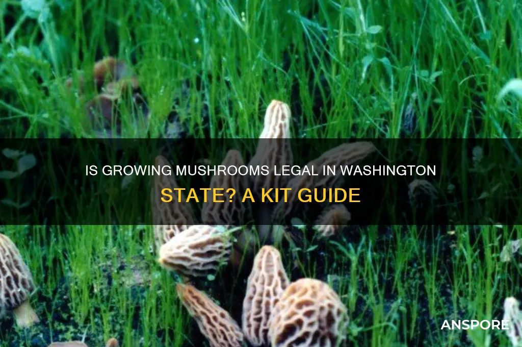 is wa state mushroom grow kit legal