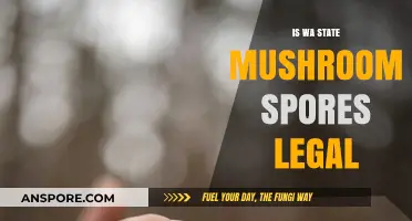 Are Mushroom Spores Legal in Washington State? A Comprehensive Guide