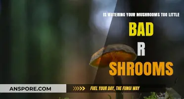 Is Underwatering Harming Your Mushrooms? Tips for Healthy Shroom Growth