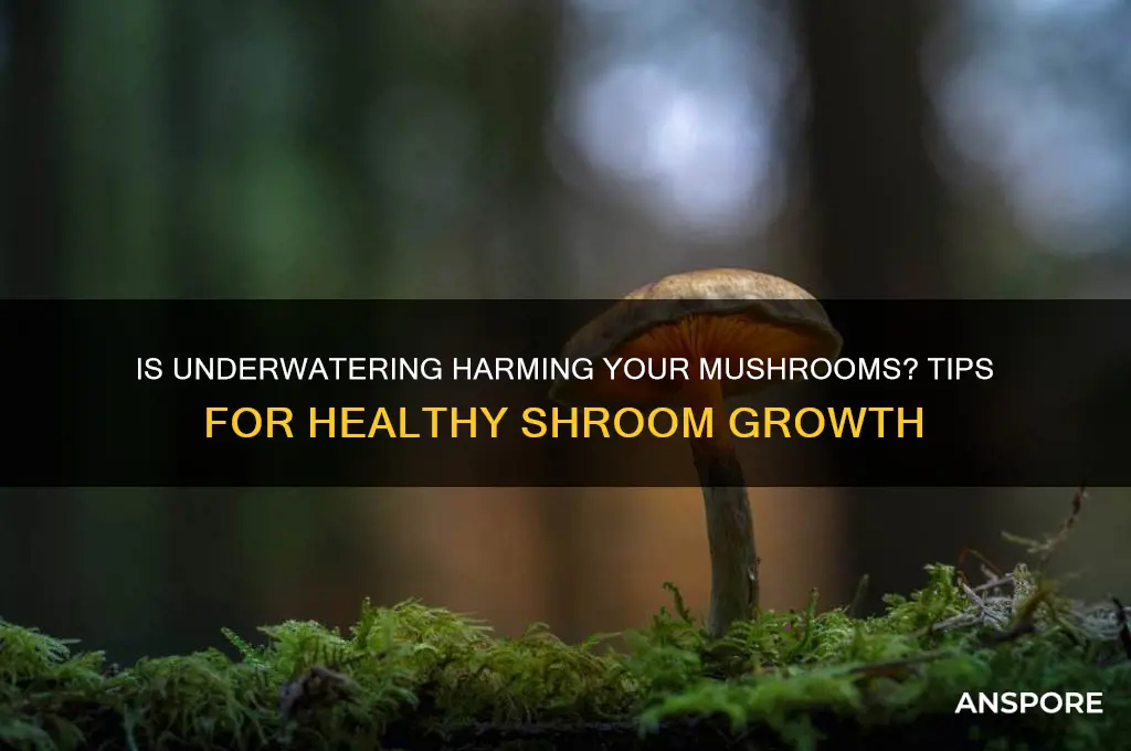 is watering your mushrooms too little bad r shrooms
