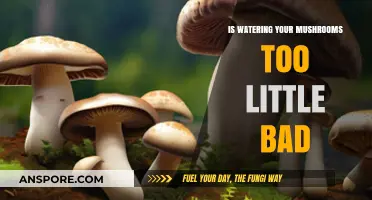 Underwatering Mushrooms: Risks and Impact on Growth and Yield