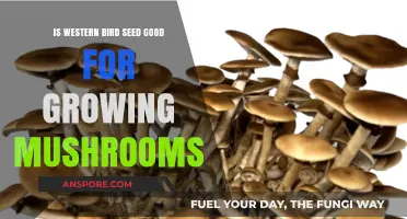 Can Western Bird Seed Successfully Cultivate Mushrooms? Exploring the Potential