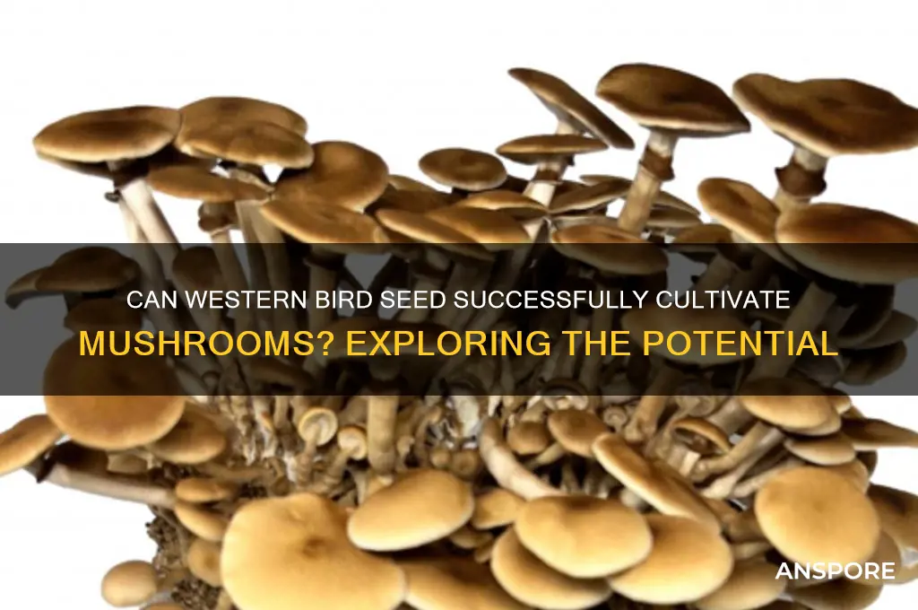is western bird seed good for growing mushrooms