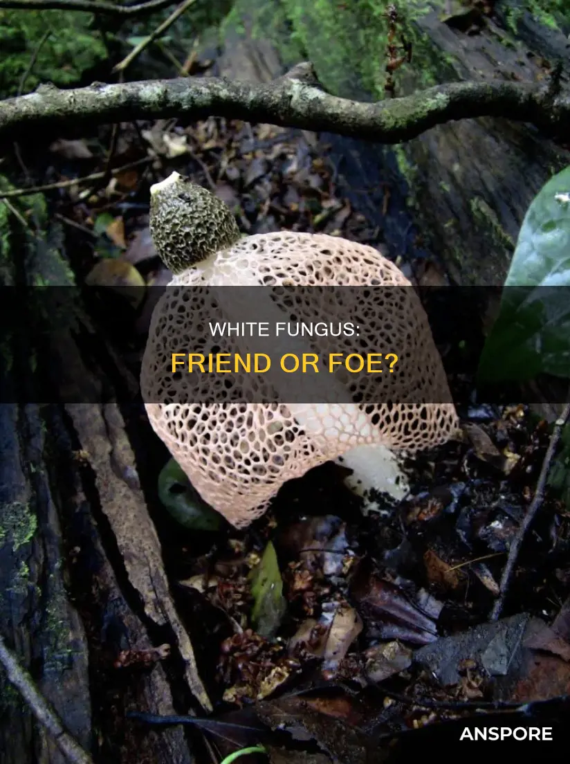 is white fungus a mushroom
