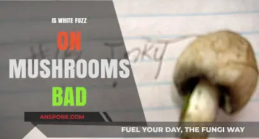 Is White Fuzz on Mushrooms Bad? Understanding Mold and Safety