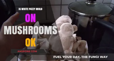 Is White Fuzzy Mold on Mushrooms Safe to Eat?