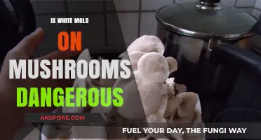 White Mold on Mushrooms: Is It Safe or Harmful?
