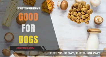 Are White Mushrooms Safe for Dogs? A Complete Guide