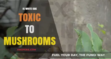 Is White Oak Harmful to Mushrooms? Exploring Toxicity Concerns