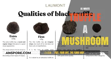 White Truffle: Mushroom or Not?
