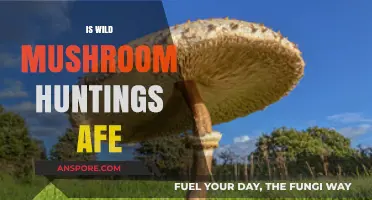 Mushroom Hunting: Is It Safe to Forage?