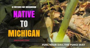 Is the Witches Hat Mushroom Native to Michigan? Exploring Its Origins