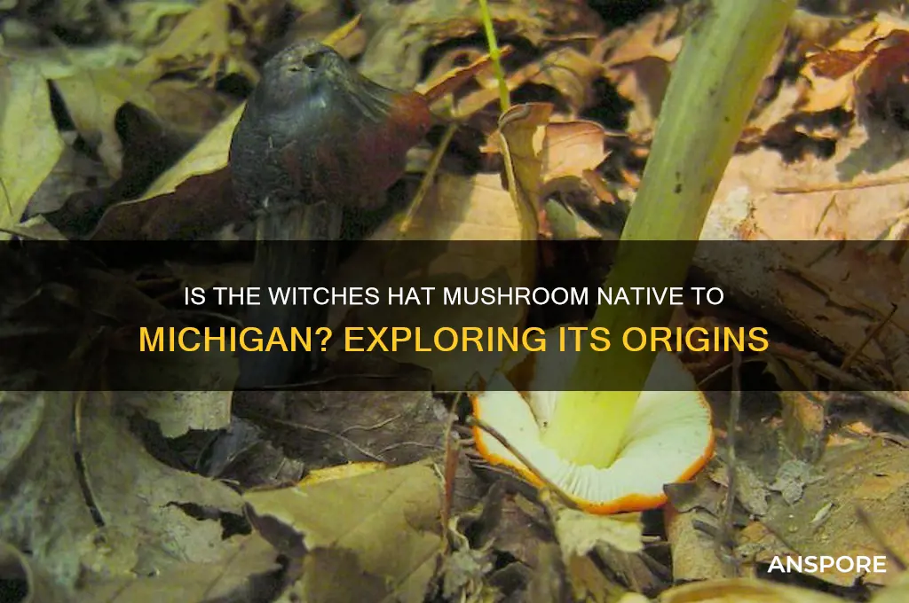 is witches hat mushroom native to michigan