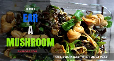 Wood Ear: A Unique Mushroom Variety