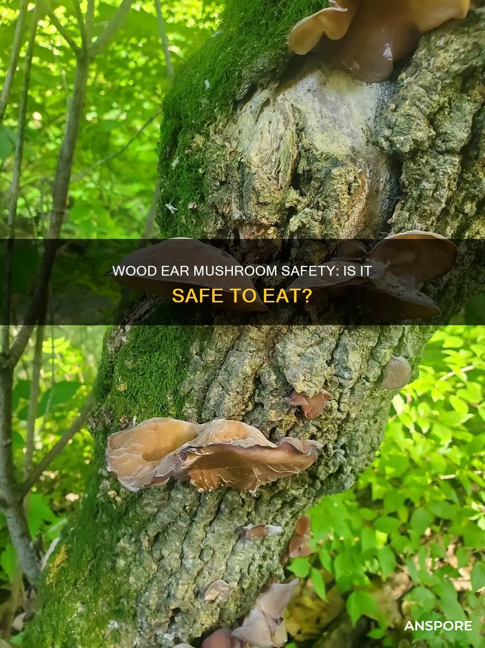 is wood ear mushroom safe