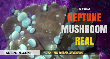 Neptune's Woolly Mushroom: Myth or Reality?