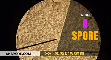 Is Yeast a Spore? Unraveling the Truth About Yeast Reproduction