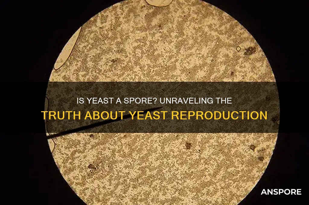 is yeast a spore
