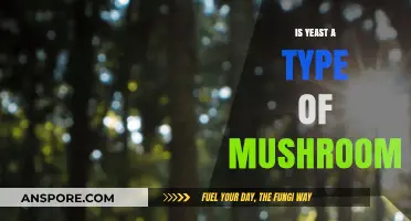 Is Yeast a Mushroom? Unraveling the Fungal Connection and Differences