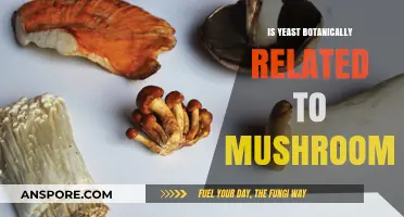 Exploring Yeast's Botanical Ties: Is It Related to Mushrooms?