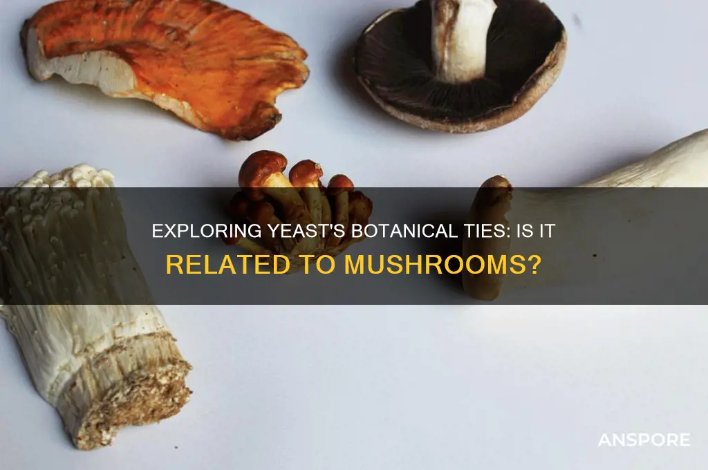 is yeast botanically related to mushrooms