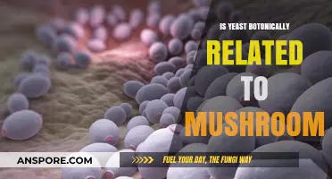 Are Yeast and Mushrooms Botanically Related? Exploring Their Connection