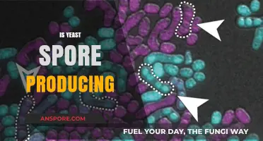 Does Yeast Produce Spores? Unraveling the Fungal Reproduction Mystery