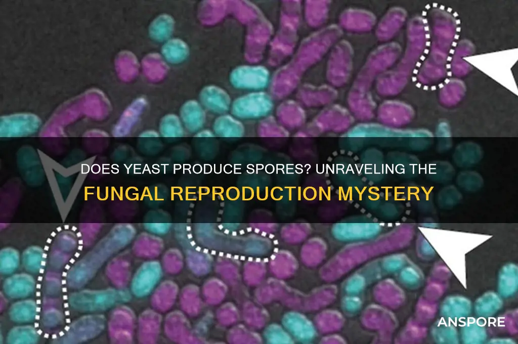 is yeast spore producing