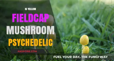 Yellow Fieldcap Mushrooms: Are They Psychedelic?
